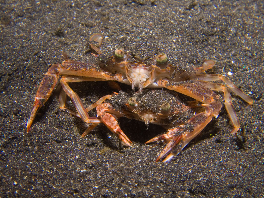 Lembeh, May 2008