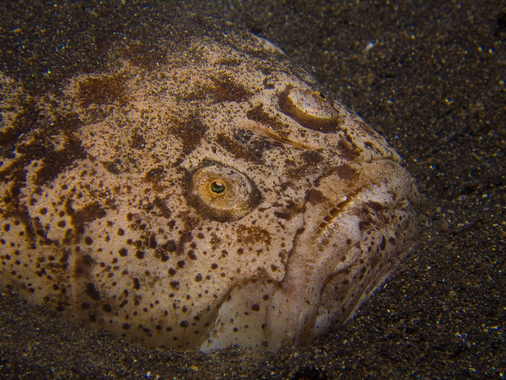 Lembeh, May 2008