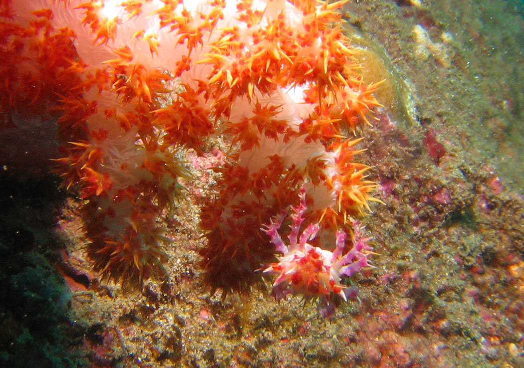 Lembeh, May 2008