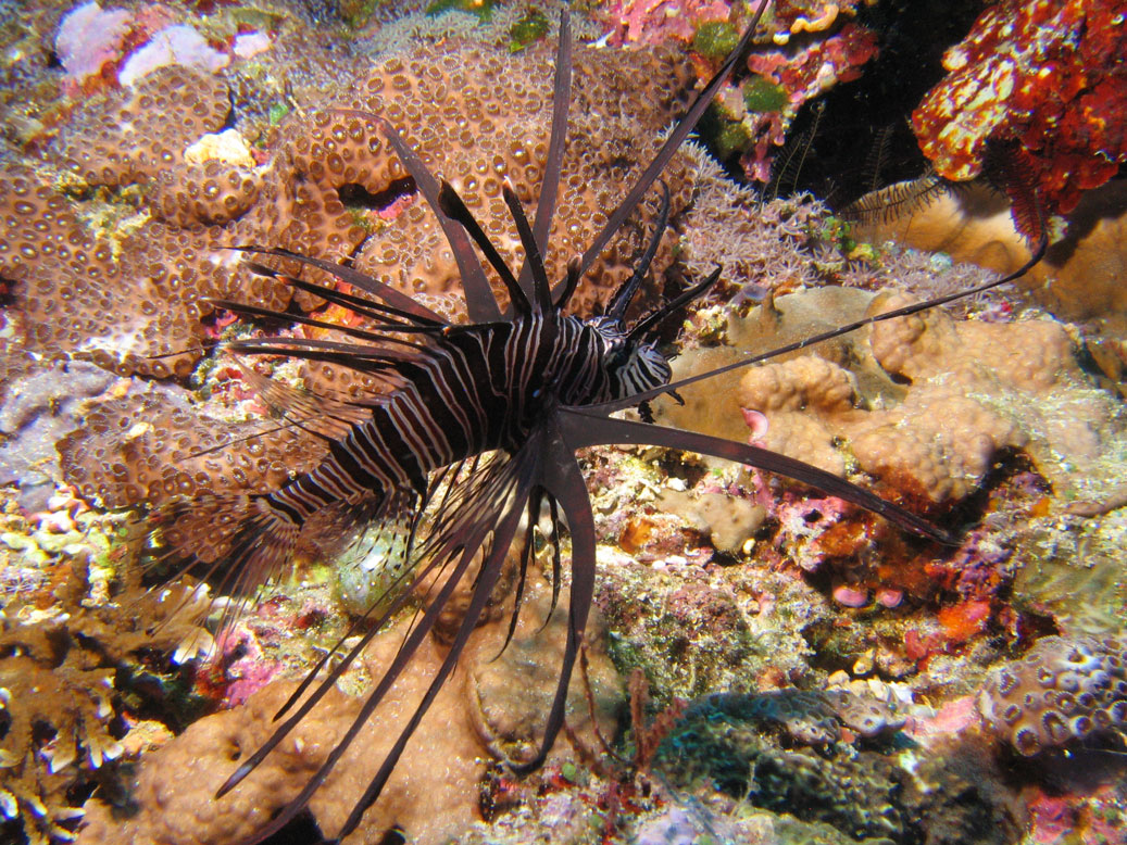 Lembeh, May 2008