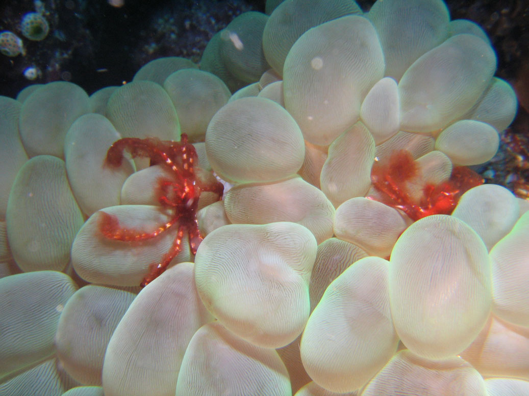 Lembeh, May 2008