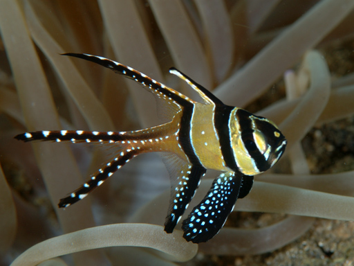 lembeh_banggai_cardinalfish6