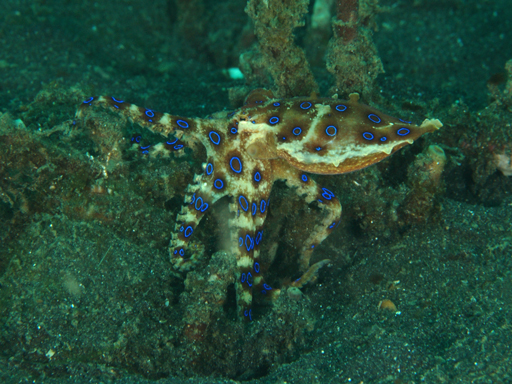 lembeh_blue-ringed_octopus3