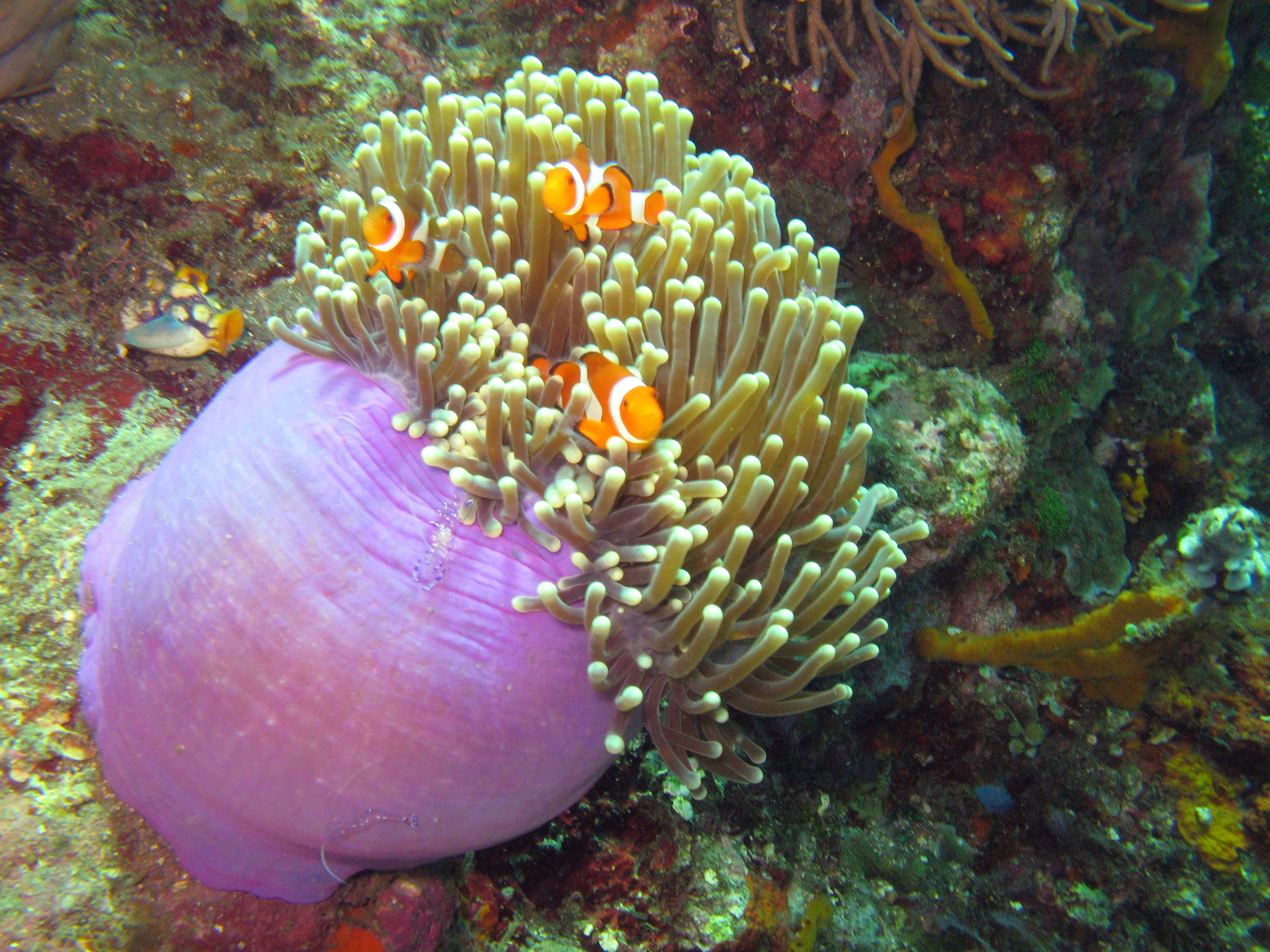 Lembeh_Clownfish_1