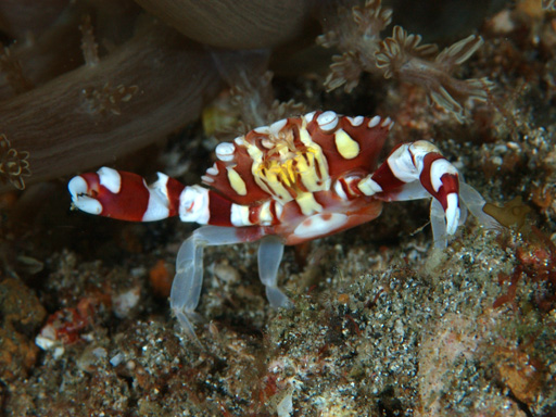 lembeh_crab2