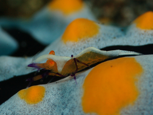 lembeh_emperor_shrimp_on_nudibranch