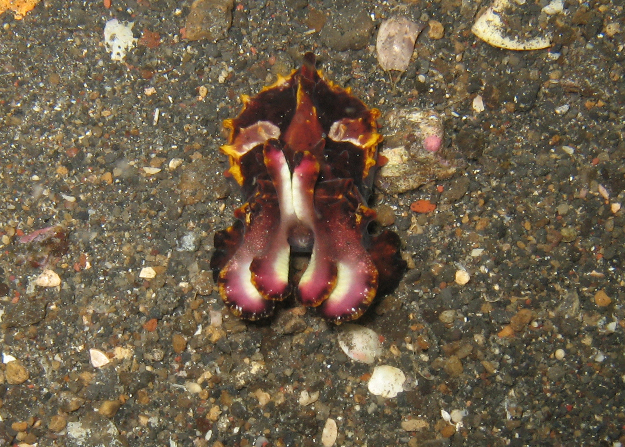 Lembeh_Flamboyant_Cuttelfish_5x7