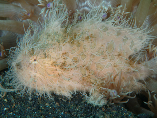 lembeh_hairy_frogfish