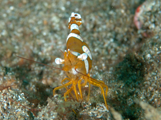 lembeh_harlequin_shrimp