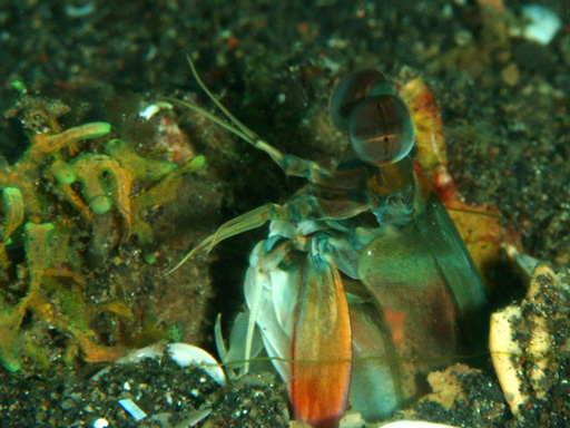 lembeh_mantis_shrimp2