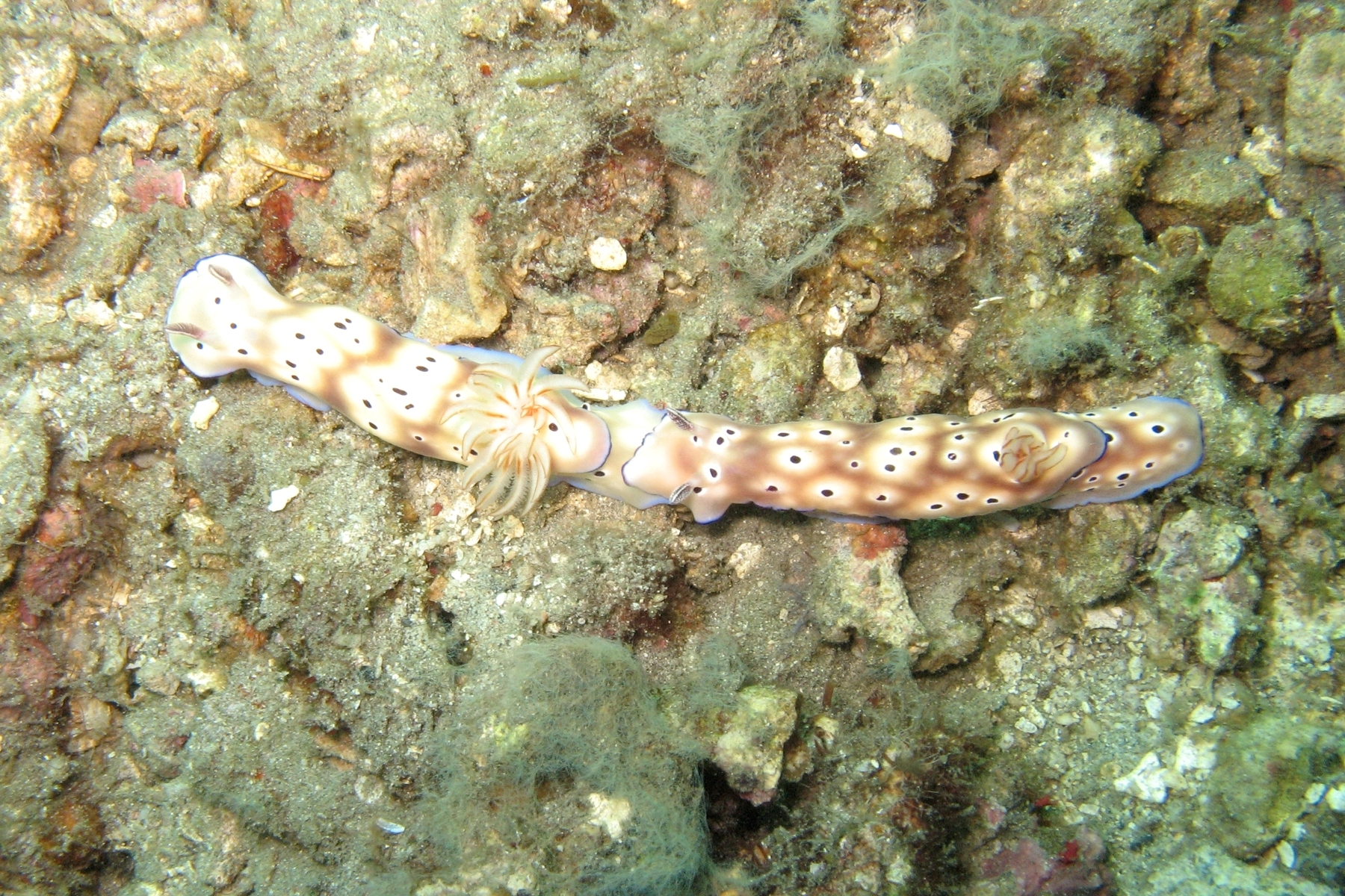 Lembeh_Nudi_mating_white_brown_blue