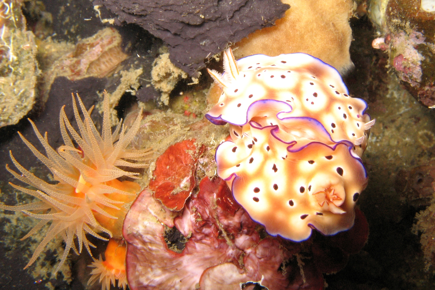 Lembeh_Nudi_purple_white_brown