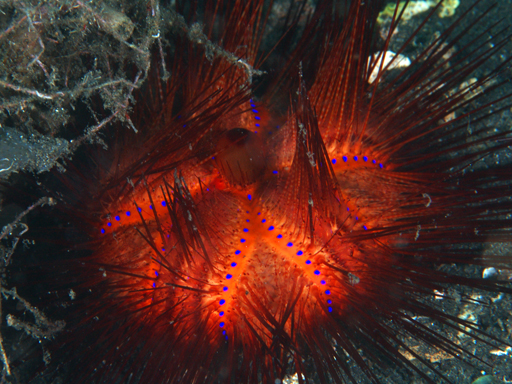 lembeh_sea_urchin