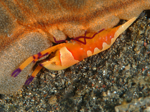 lembeh_shrimp_on_sea_cucumber