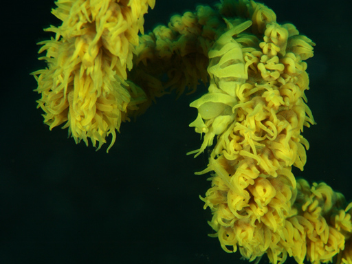 lembeh_shrimp_on_sea_whip