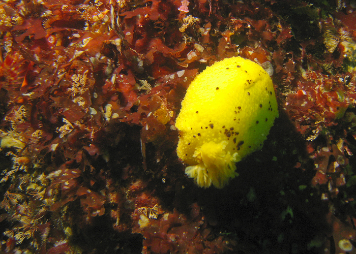 Lemon Nudi: Butterfly House Pinnacle