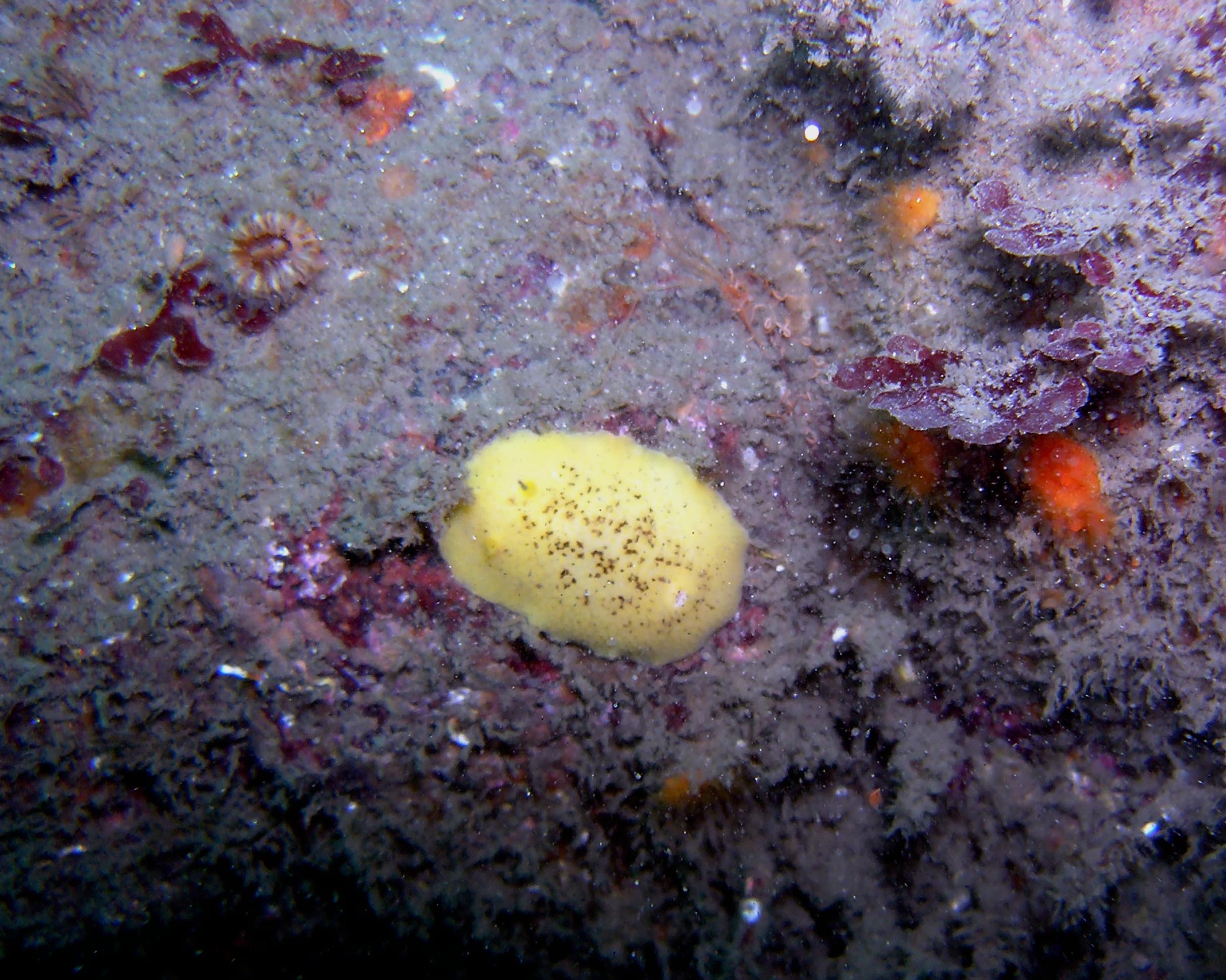 Lemon Nudi