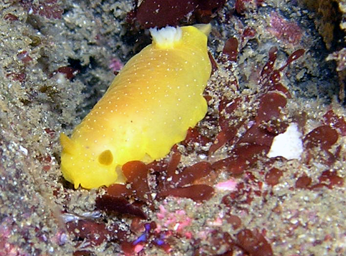 Lemon ???? Nudibranch