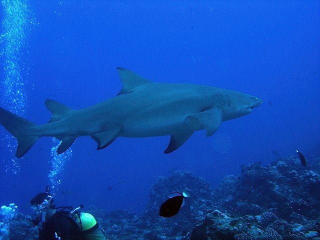 Lemon Shark in Bora Bora