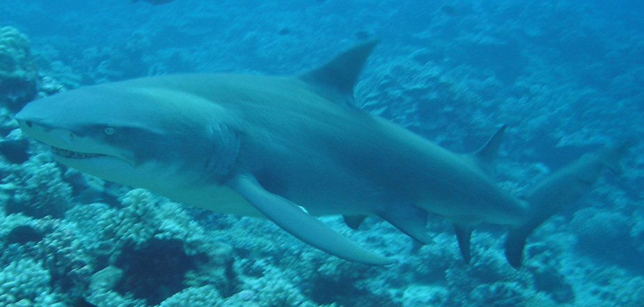 Lemon Shark in Moorea