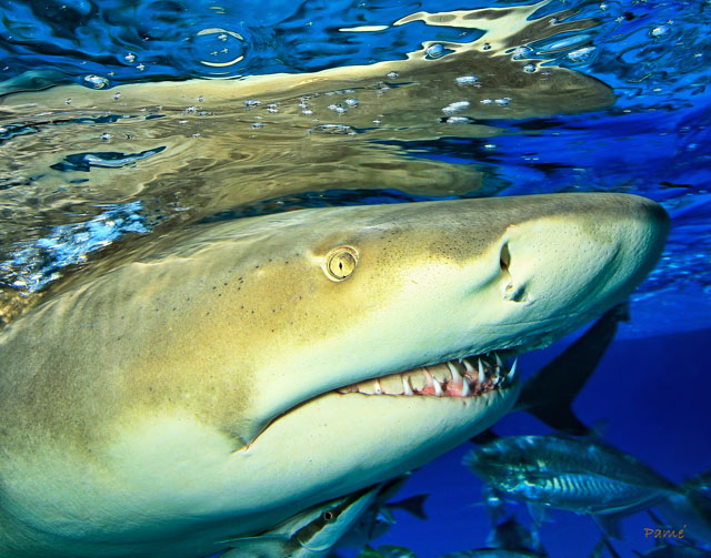 Lemon Shark up close