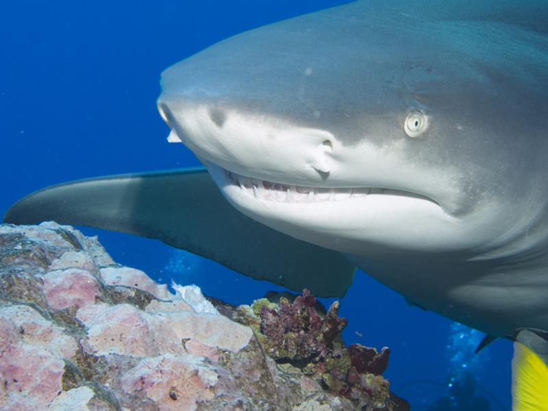 Lemon Shark