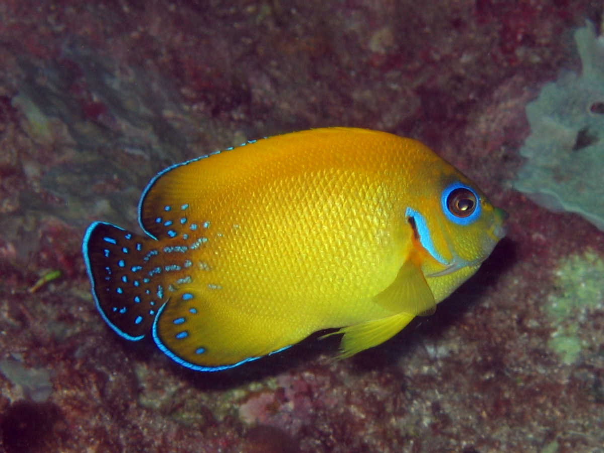 Lemonpeal Angelfish Hybrid
