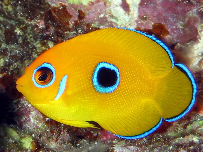 Lemonpeal Angelfish Juv