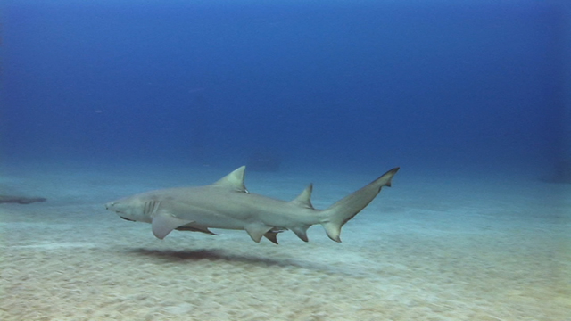 Lemonshark by Dan Deck