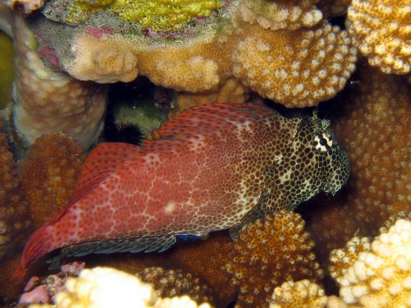 Leopard Blenny