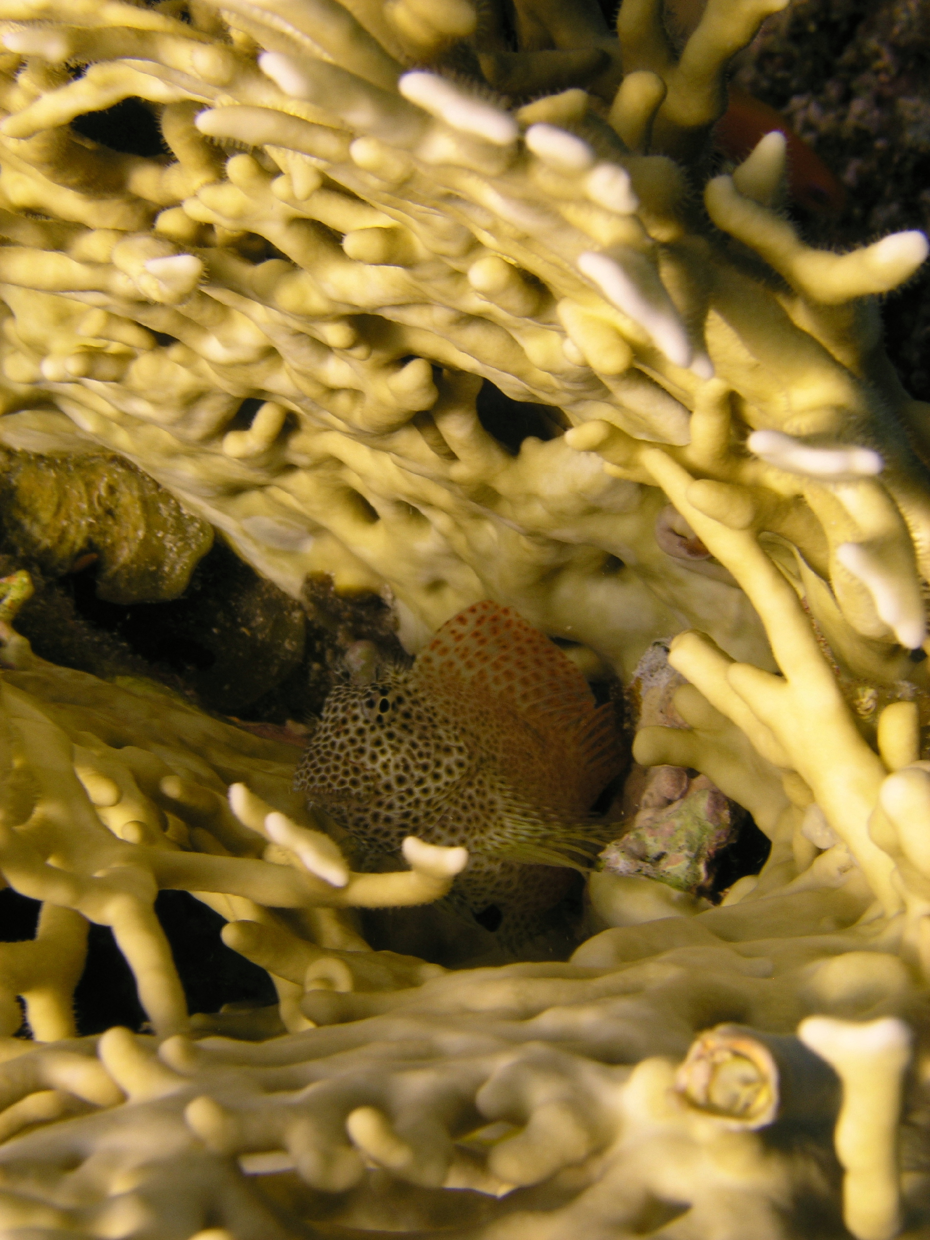 Leopard blenny