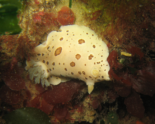 Leopard Dorid