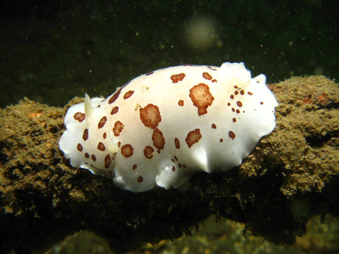 Leopard Dorid