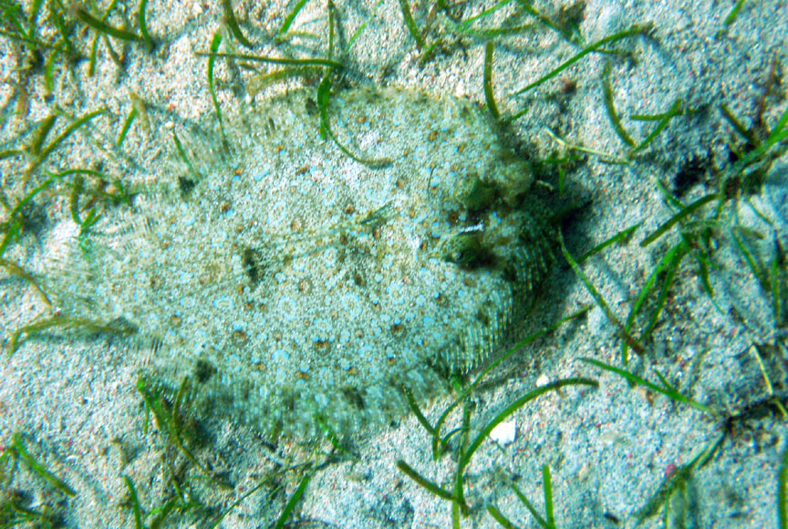 Leopard Flounder