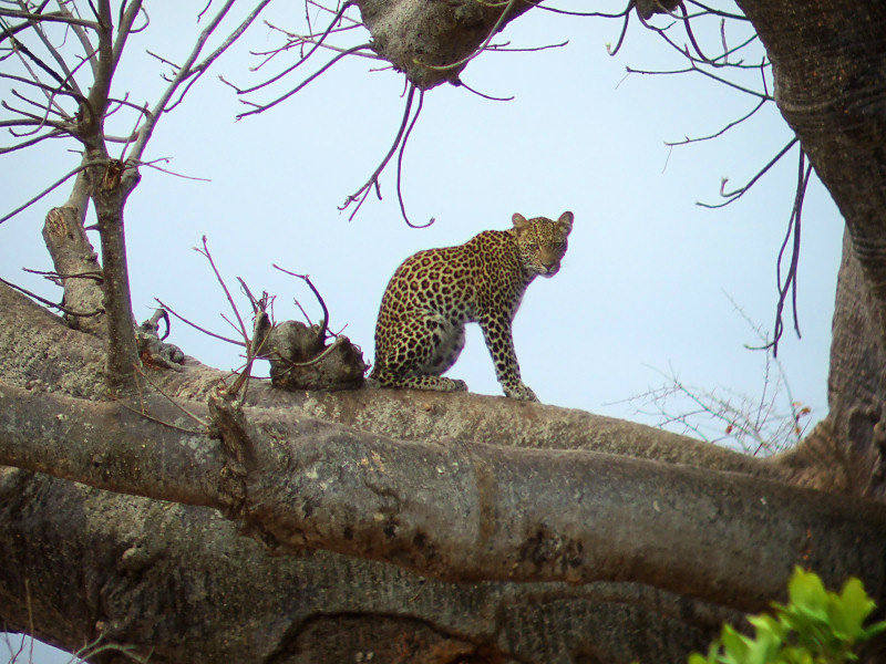 Leopard in a Baobab