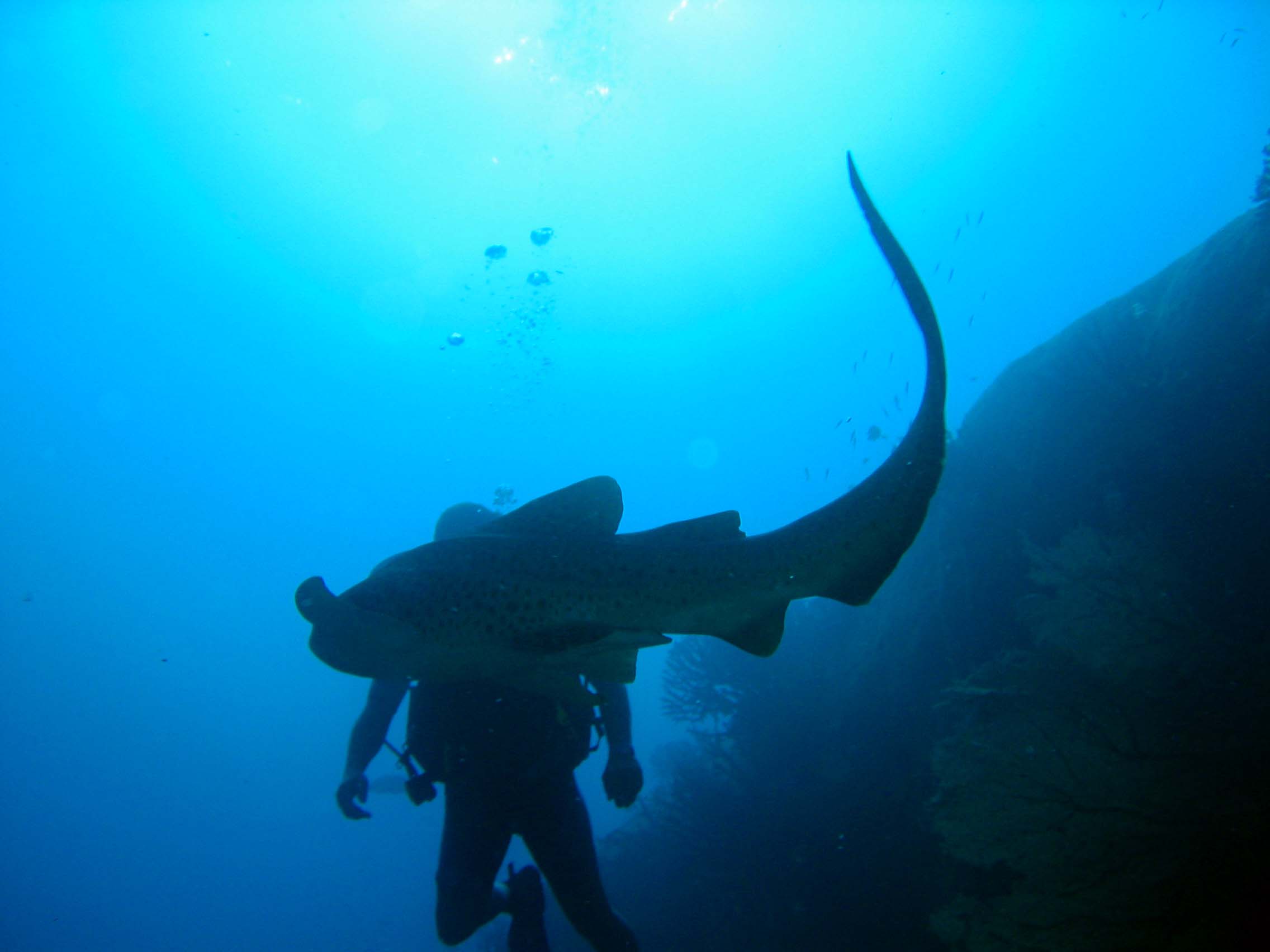 Leopard Shark & Diver