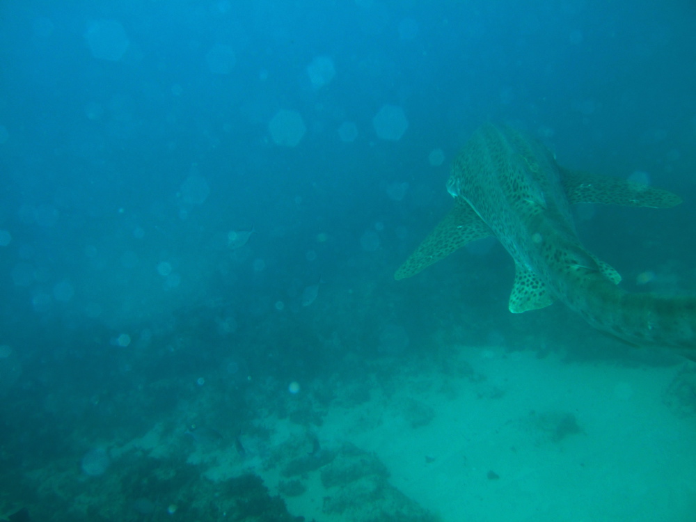 Leopard shark swimming