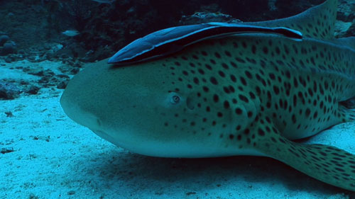 Leopard shark with remora