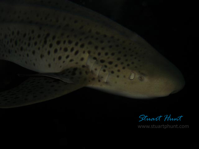 Leopard Shark