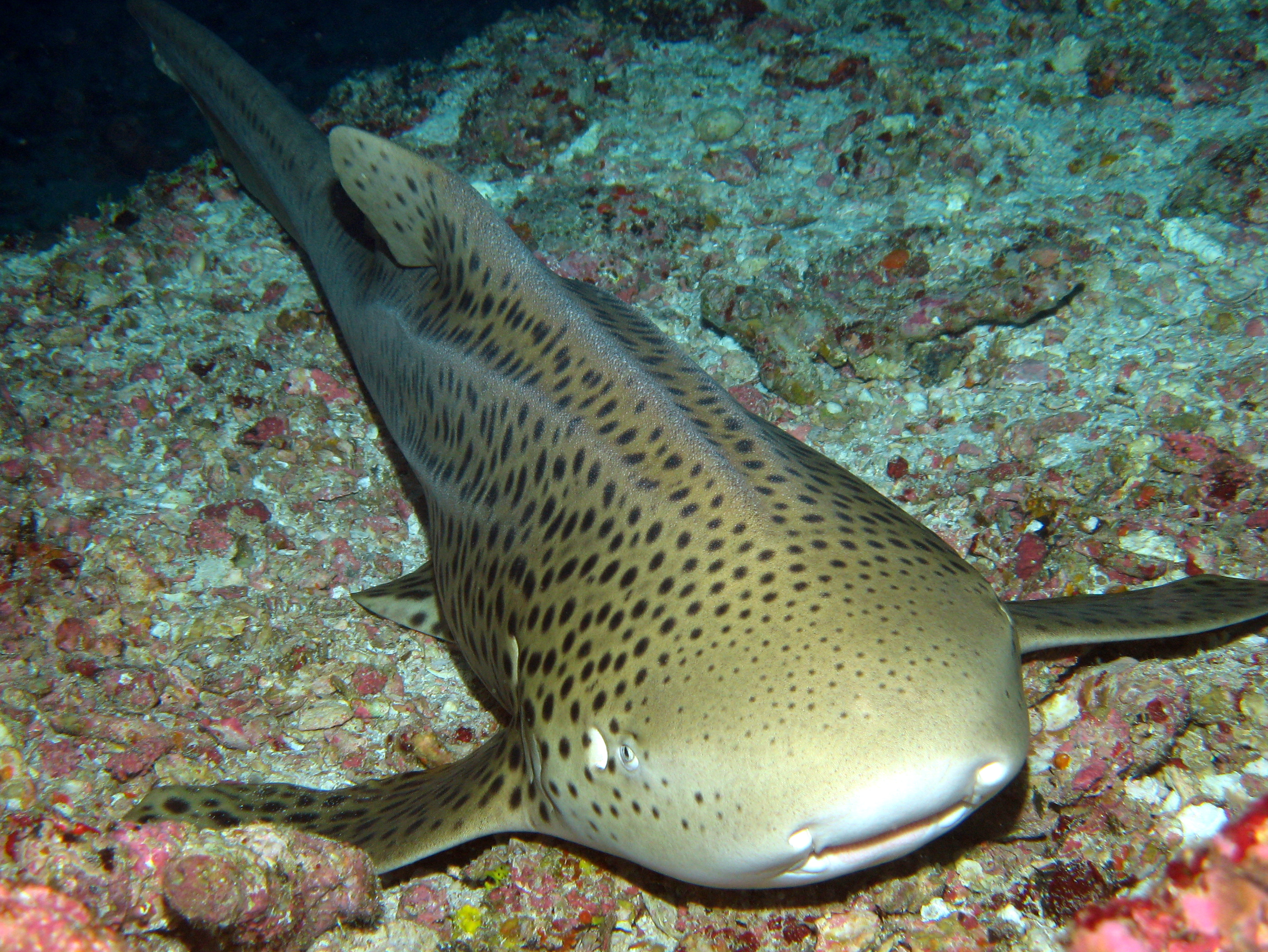 Leopard Shark