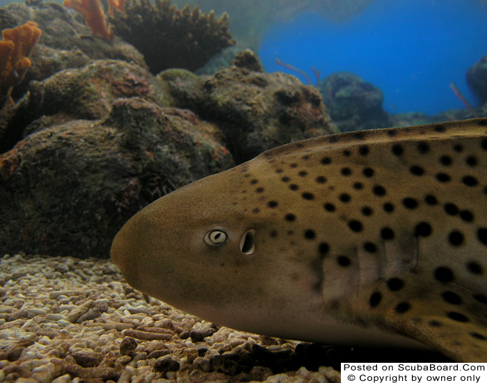 Leopard Shark