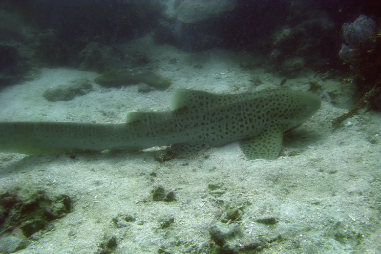 Leopard Shark