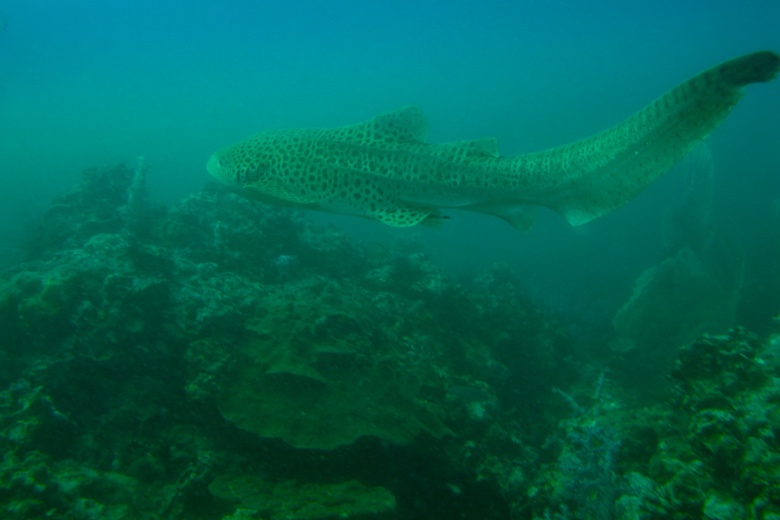 Leopard Shark