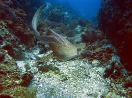 Leopard Shark