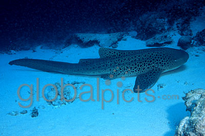 Leopard Shark