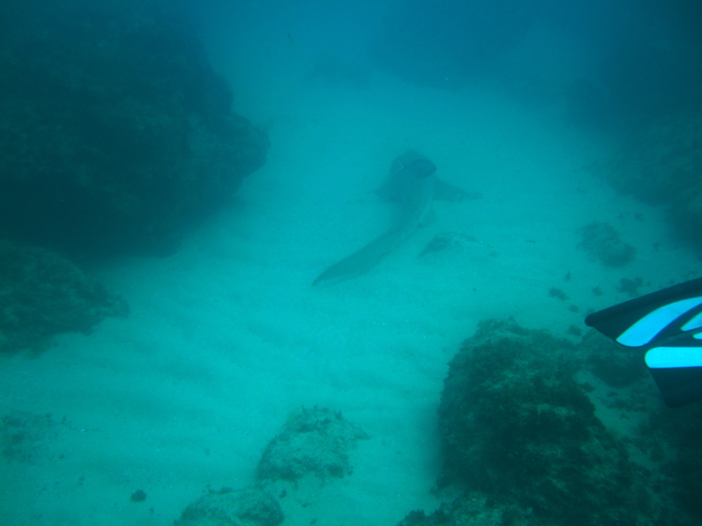 Leopard shark