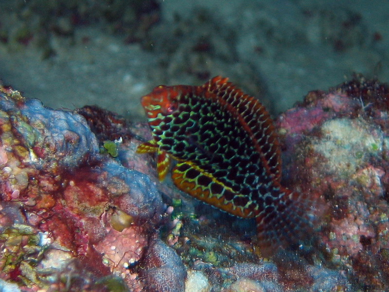 Leopard Wrasse