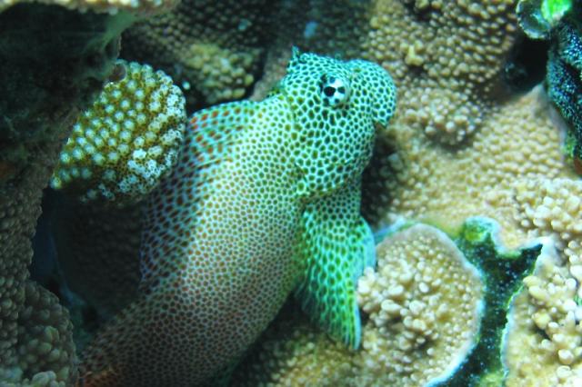 LEOPARD_BLENNY