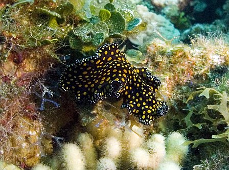 leopard_flatworm