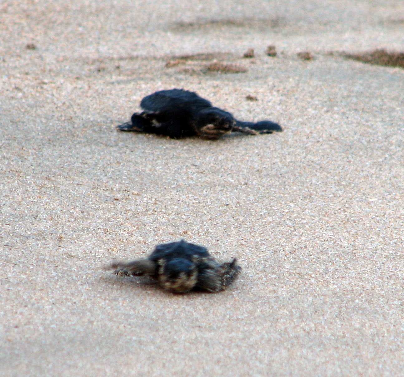 Letting turtles go in Ixtapa